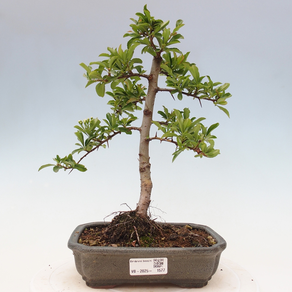 Bonsai-Pyracantha Teton voor buiten -Hlox