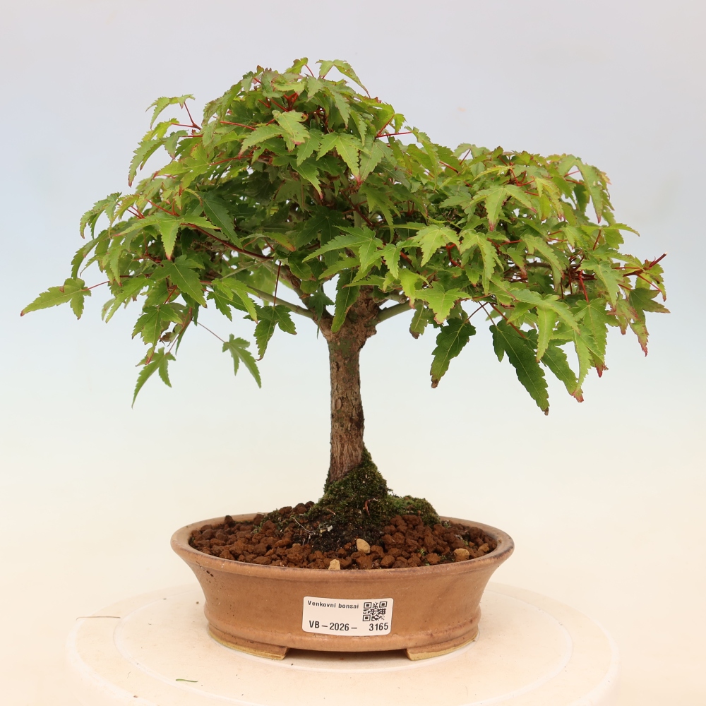 Acer palmatum KIOHIME - Palmeta-esdoorn