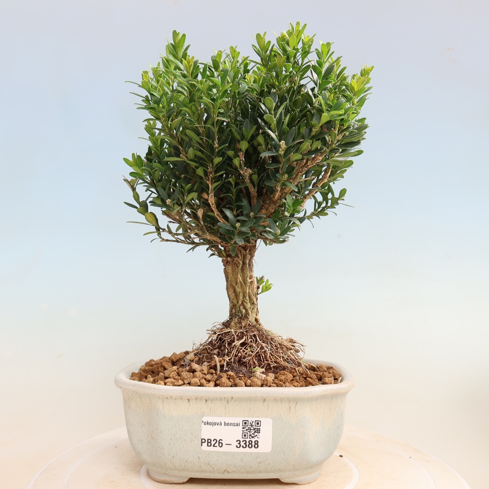 Kamerbonsai - Buxus harlandii - kurk buxus