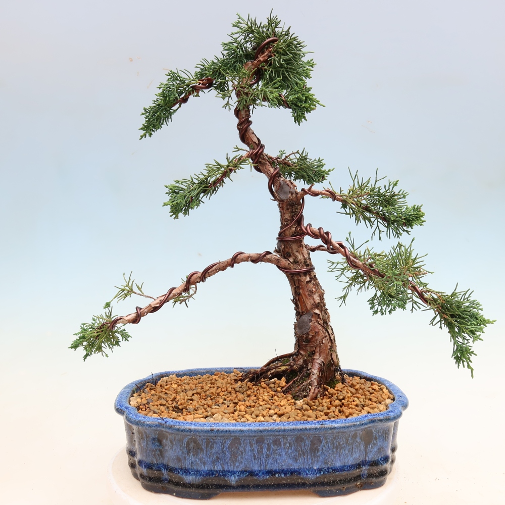Bonsai voor buiten - Juniperus chinensis Kishu