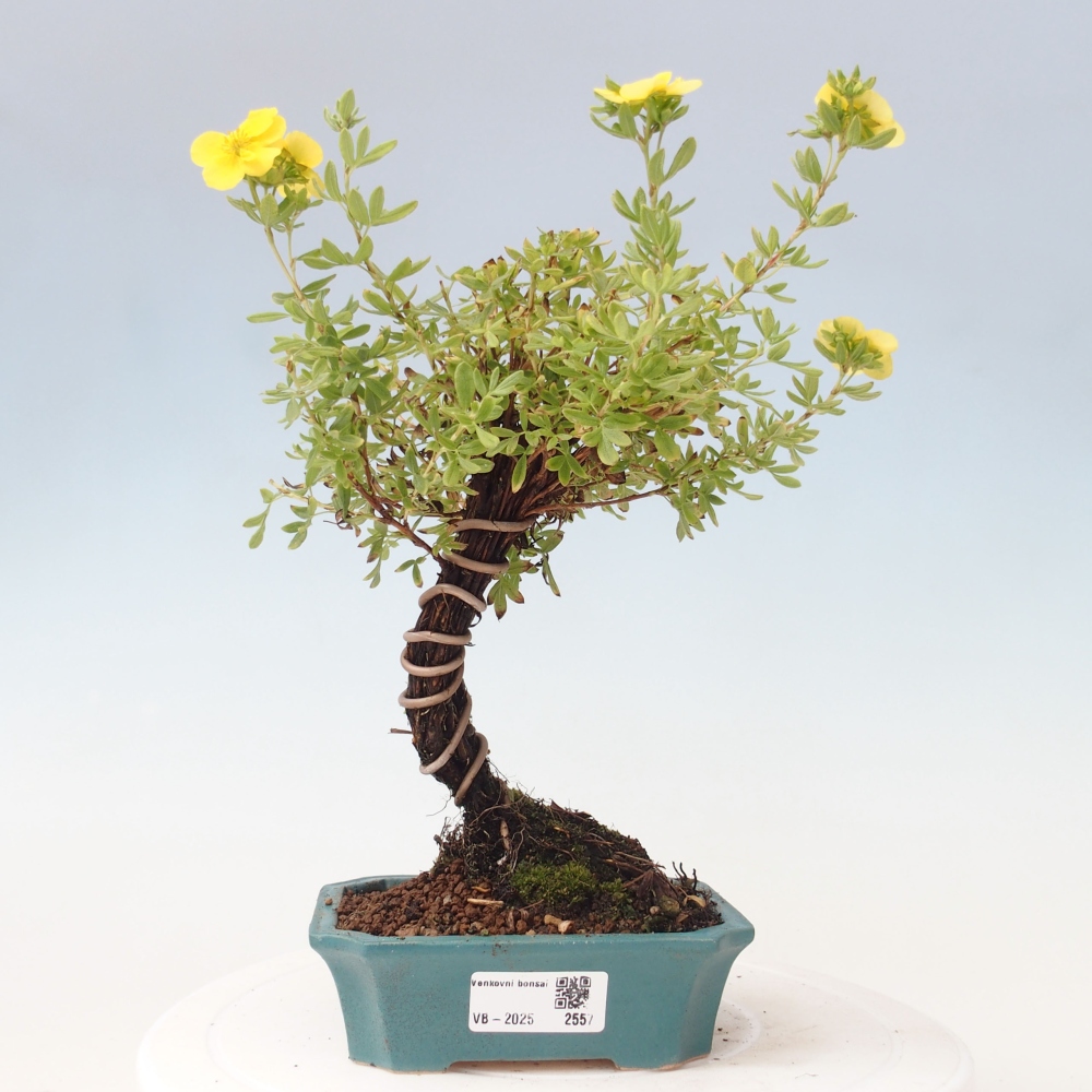 Bonsai voor buiten - Potentila fruticosa gele vogel