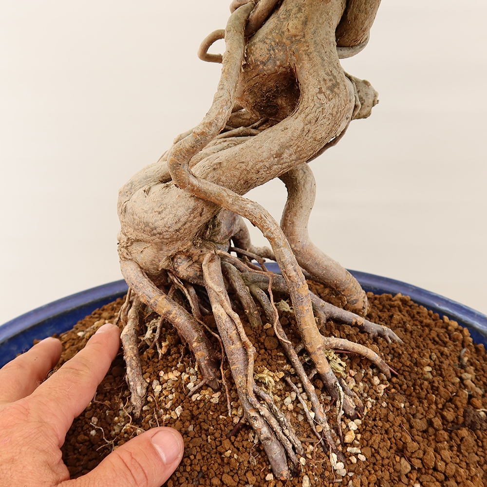 Bonsai voor buiten -Carpinus Coreana - Koreaanse haagbeuk
