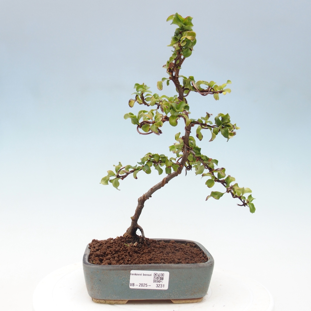 Bonsai voor buiten - Chaneomeles s. Red Joy - Kweepeer
