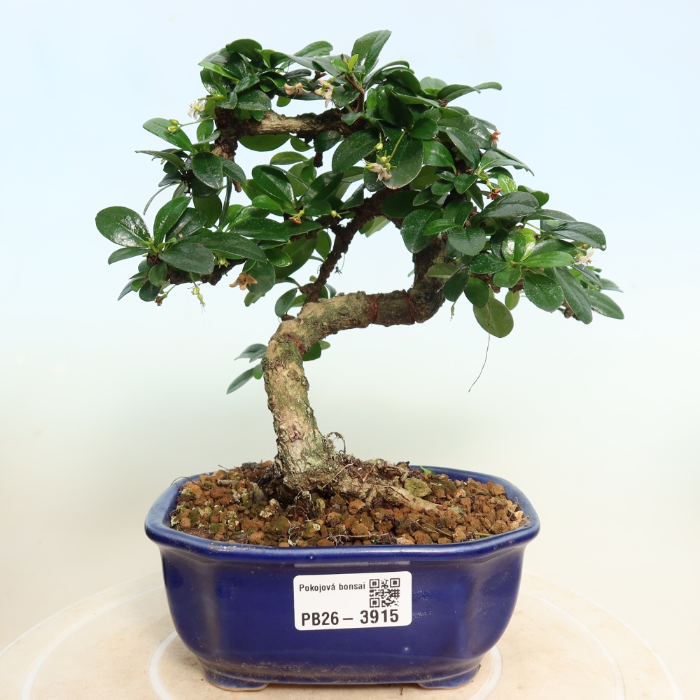 Kamerbonsai - Carmona macrophylla - Thee fuki