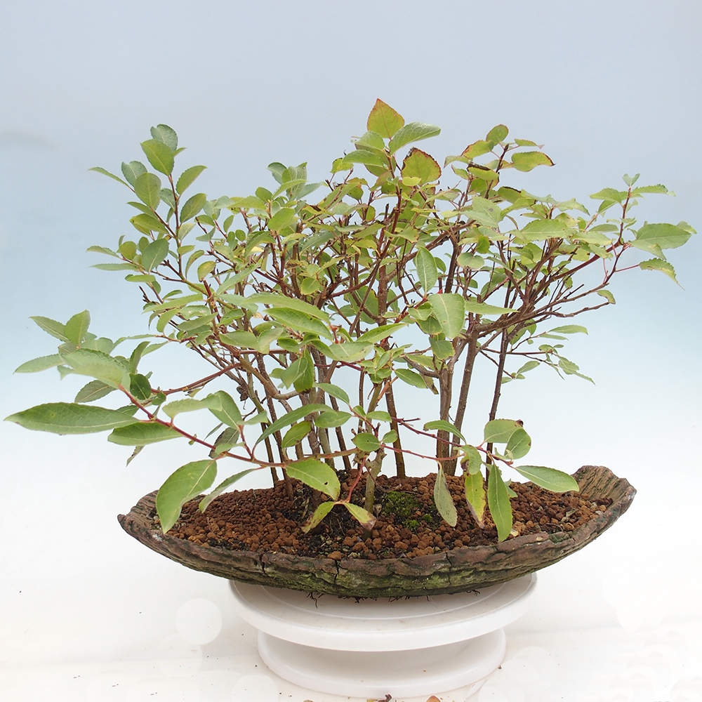 Bonsai voor buiten - Salix - Wilg
