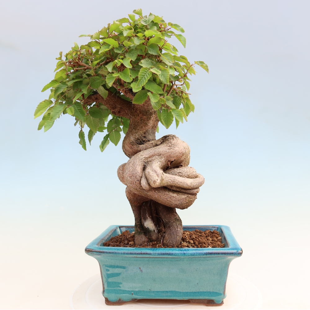 Bonsai voor buiten -Carpinus Coreana - Koreaanse haagbeuk