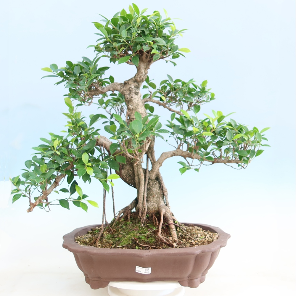 Kamerbonsai - Ficus kimmen - kleinbladige ficus