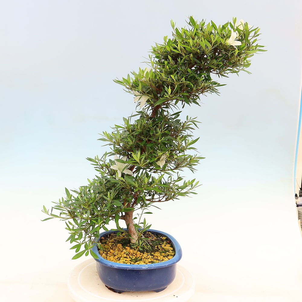 Bonsai voor buiten - Japanse Azalea - Azalea Hakurin