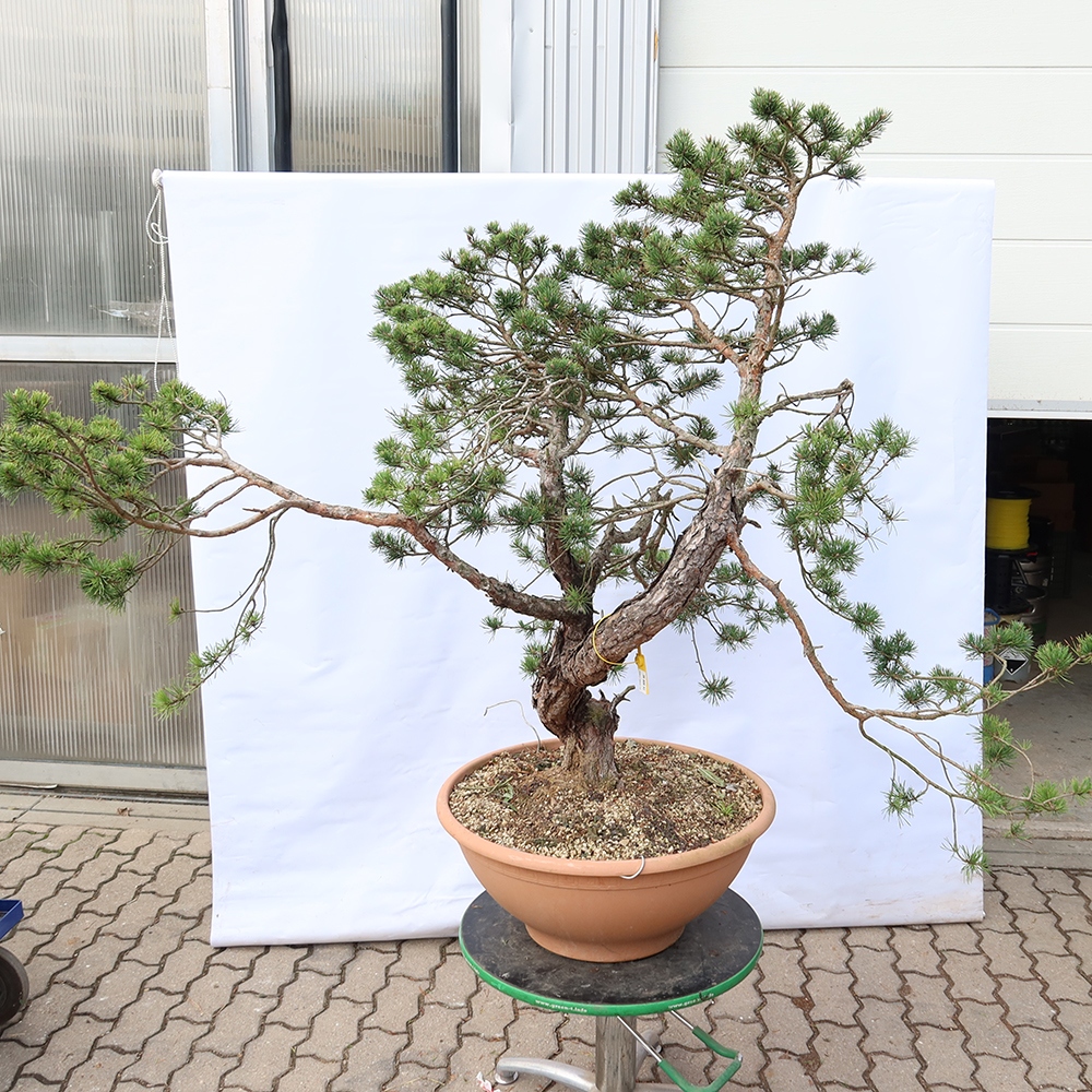 Pinus sylvestris Spanje - grove den
