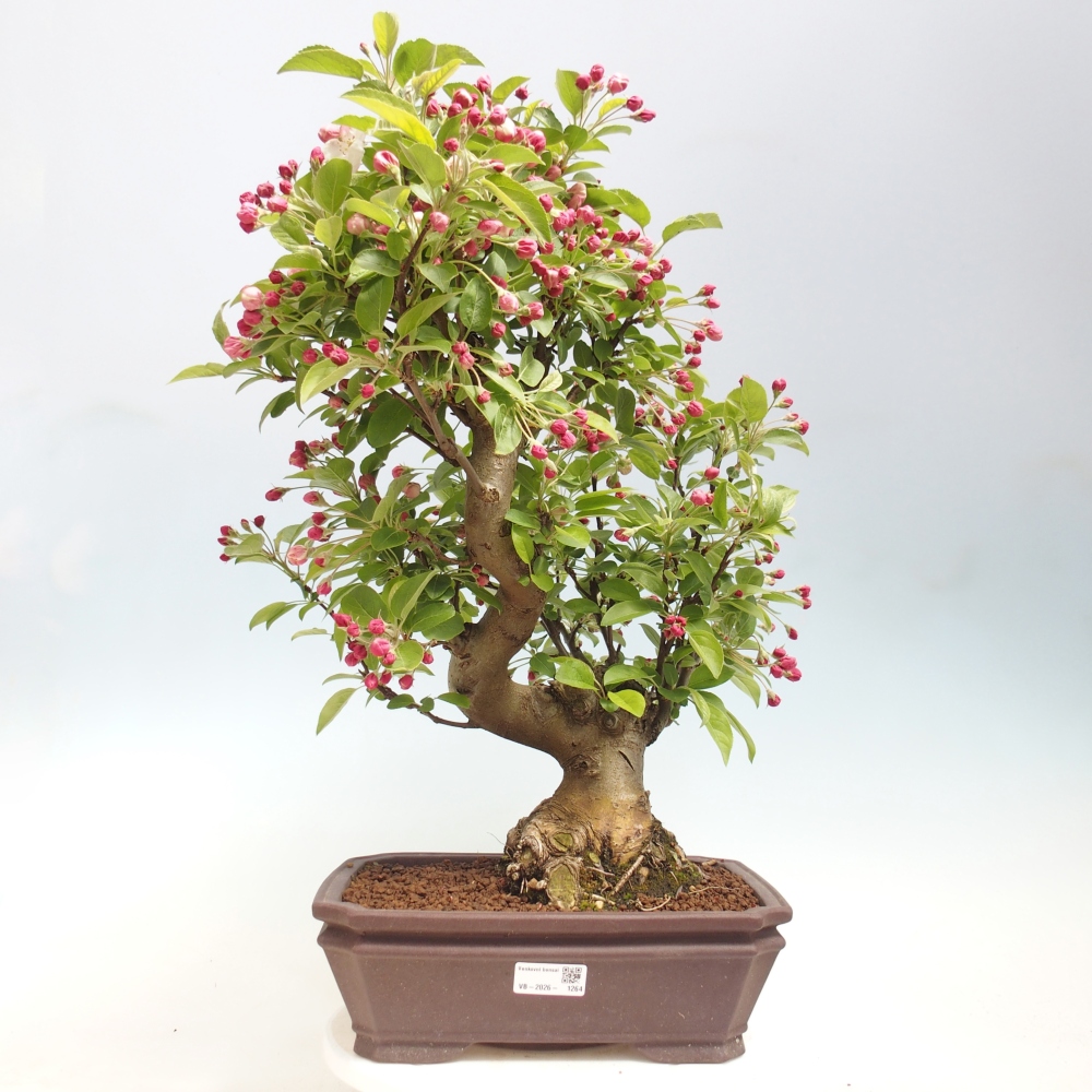 Bonsai voor buiten -Malus halliana - Appelboom met kleine vruchten