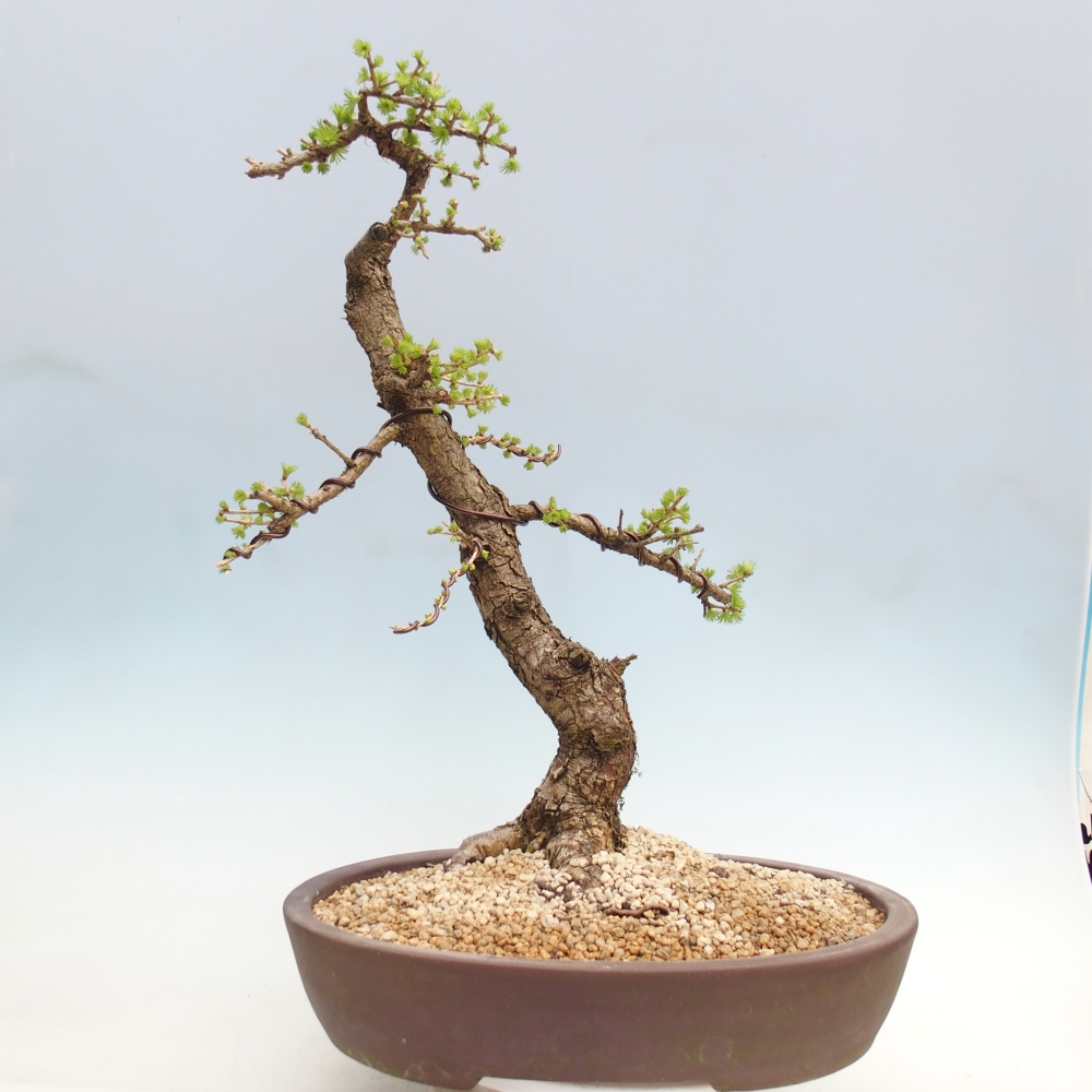 Bonsai voor buiten -Larix decidua - Lariks - Alleen palletvervoer