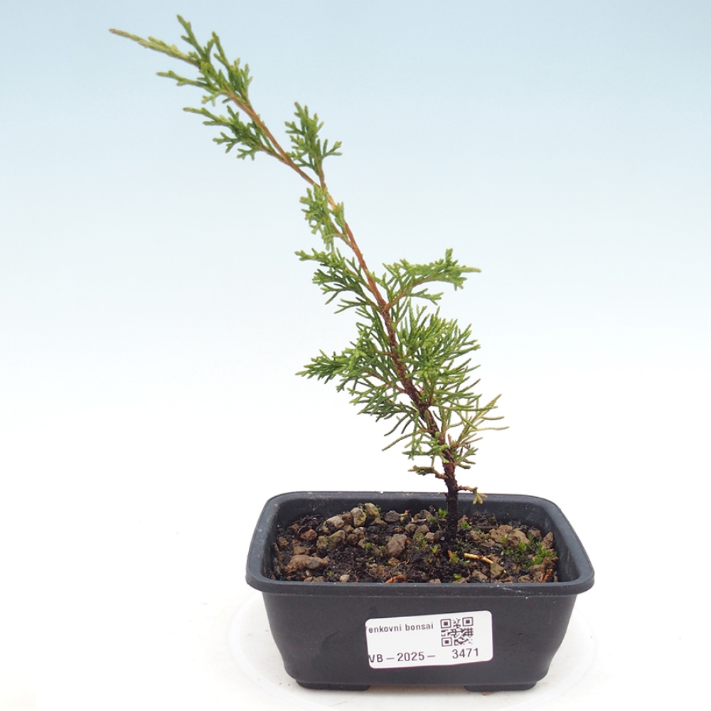 Bonsai voor buiten - Juniperus chinensis Itoigawa