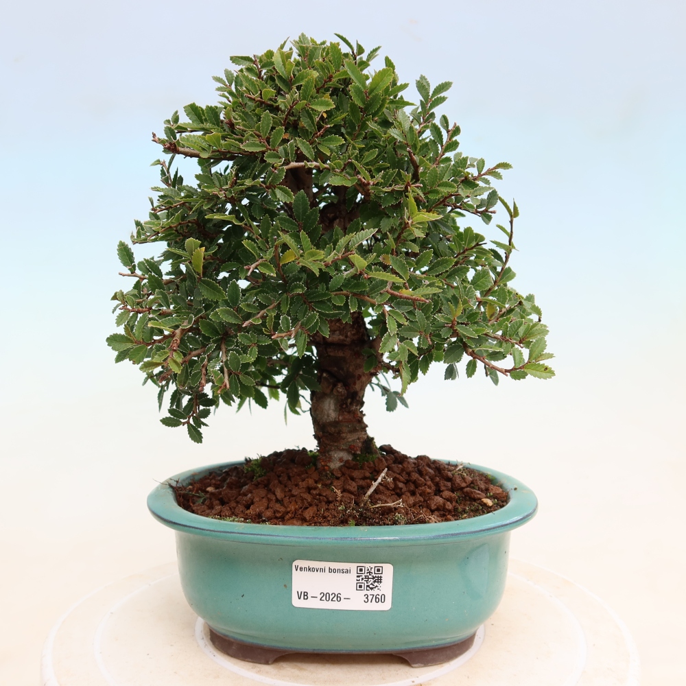 Bonsai voor buiten - Zelkova - Zelkova NIRE