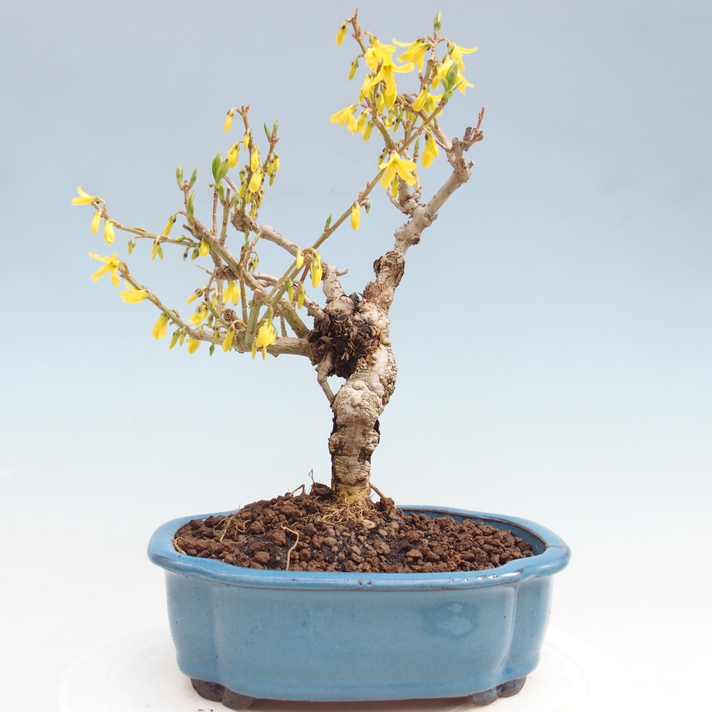 Bonsai voor buiten - Zlatice - Forsythia koreana
