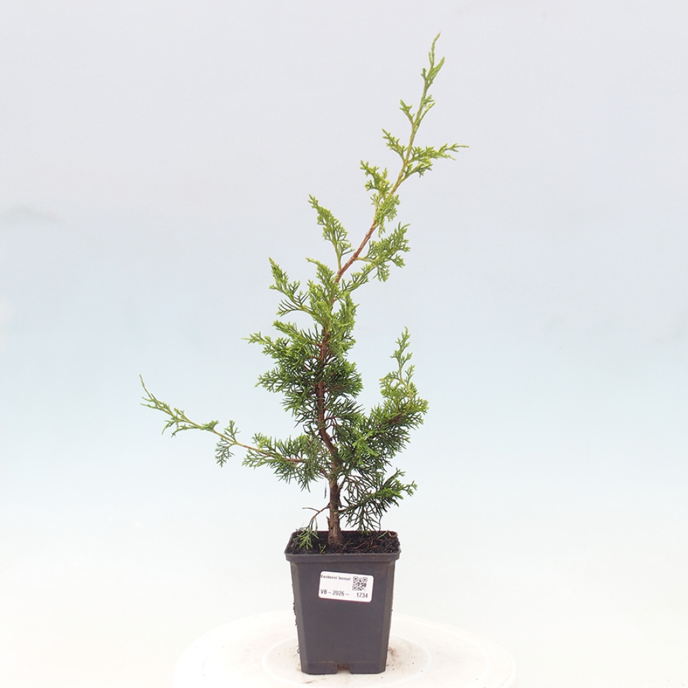 Bonsai voor buiten - Juniperus chinensis Itoigawa