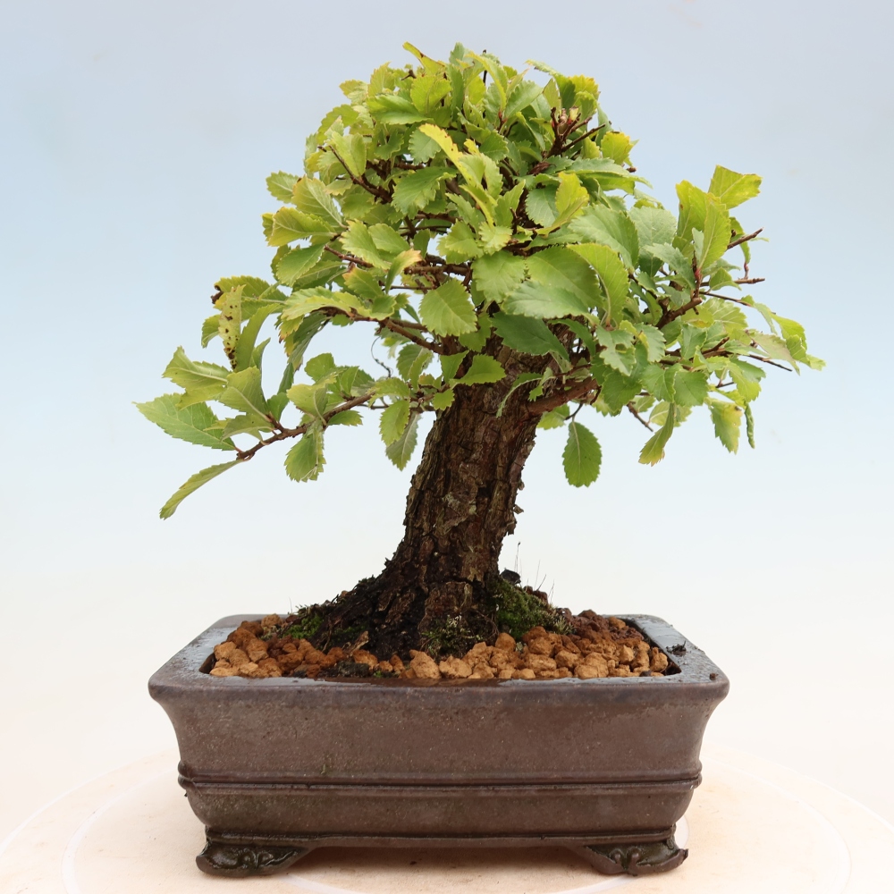 Bonsai voor buiten - Zelkova - Zelkova NIRE