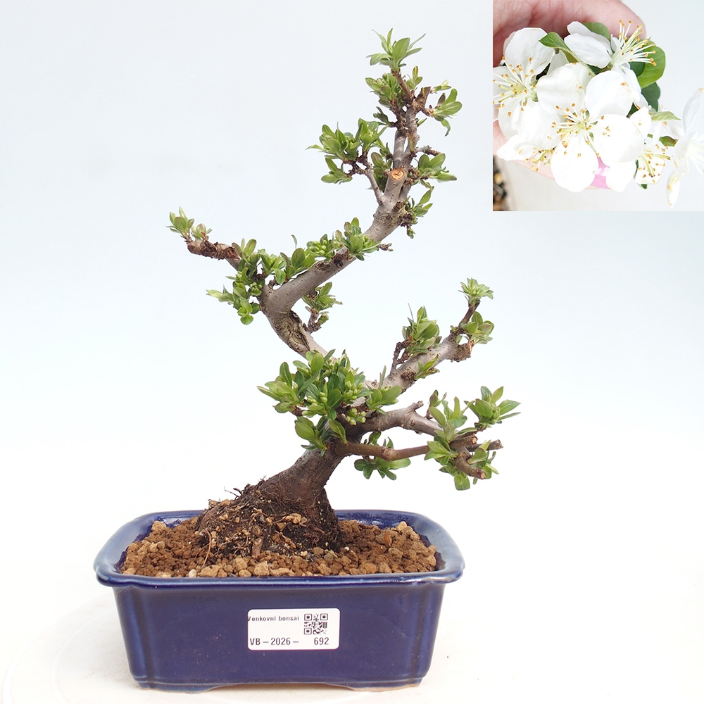 Bonsai voor buiten - Malus sargentii - Appelboom met kleine vruchten