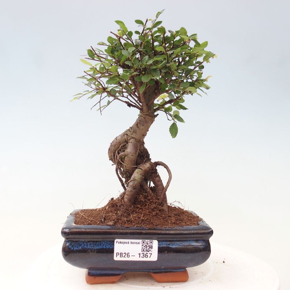 Kamerbonsai - Ulmus parvifolia - Winteriep