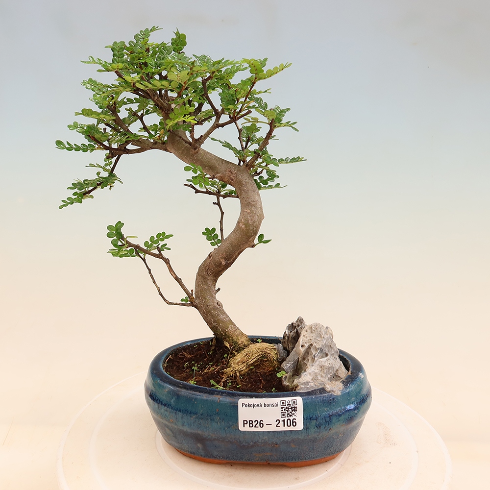 Kamerbonsai - Zantoxylum piperitum - peperboom