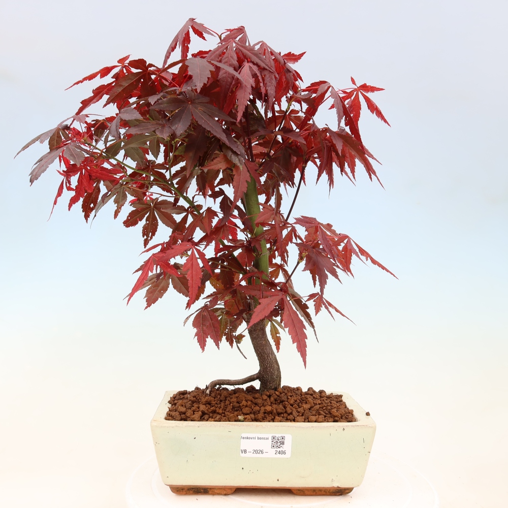 Bonsai voor buiten - Acer palm. Atropurpureum-Javorpalm