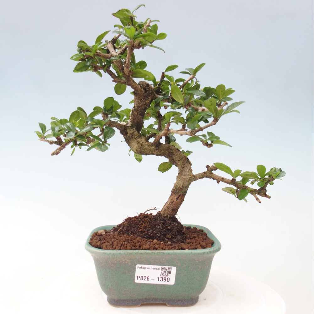 Kamerbonsai - Carmona macrophylla - Thee fuki
