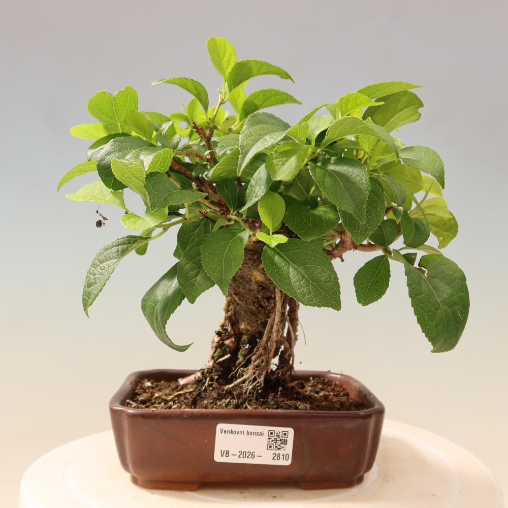 Bonsai voor buiten - Celastrus orbiculatus