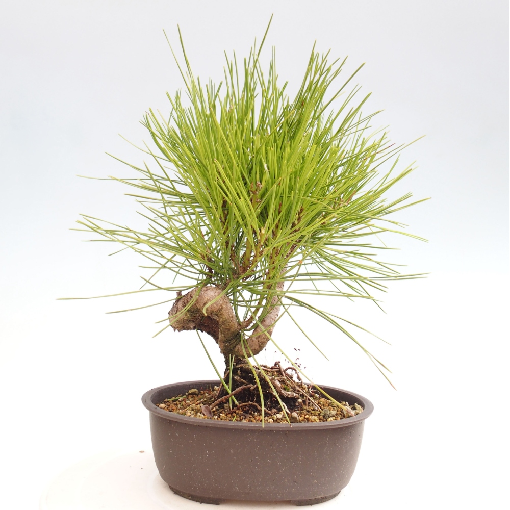 Bonsai voor buiten - Pinus thunbergii - Thunberg den