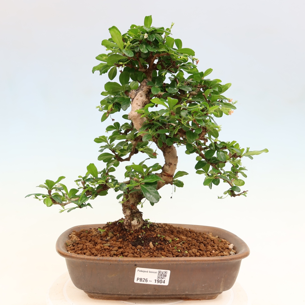 Kamerbonsai - Carmona macrophylla - Thee fuki