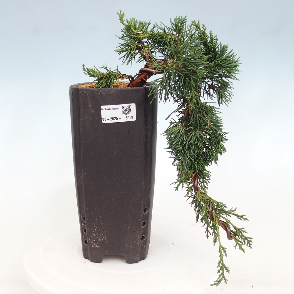 Bonsai voor buiten - Juniperus chinensis Kishu