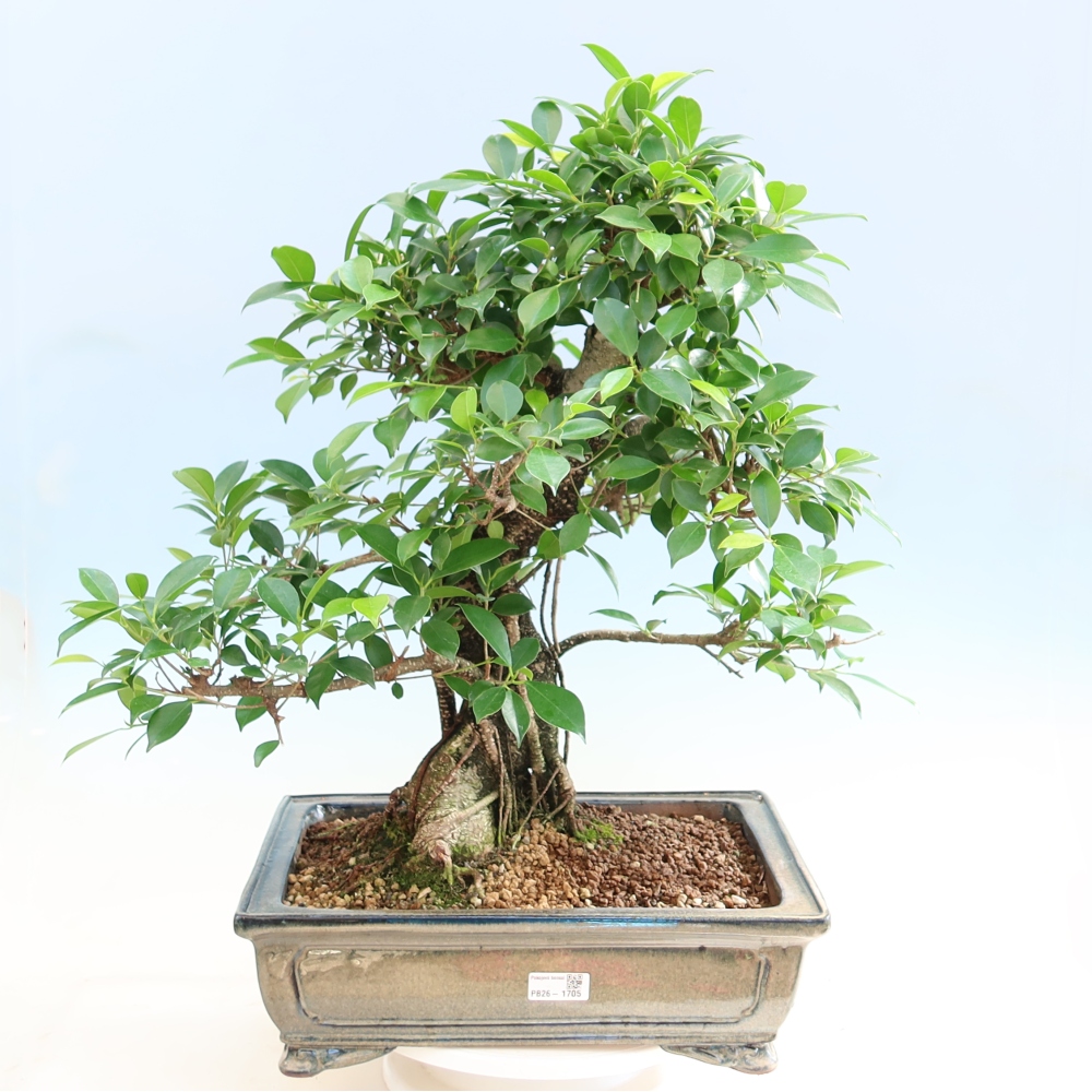 Kamerbonsai - Ficus kimmen - kleinbladige ficus