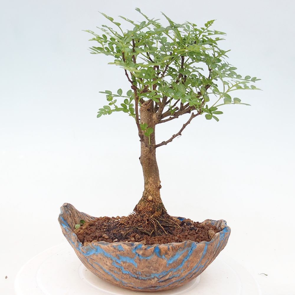 Kamerbonsai - Zantoxylum piperitum - peperboom