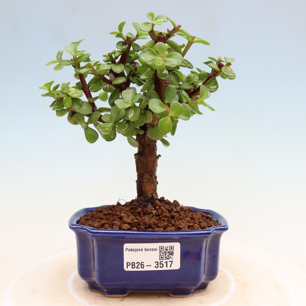 Kamerbonsai - Portulakaria Afra - Tlustice