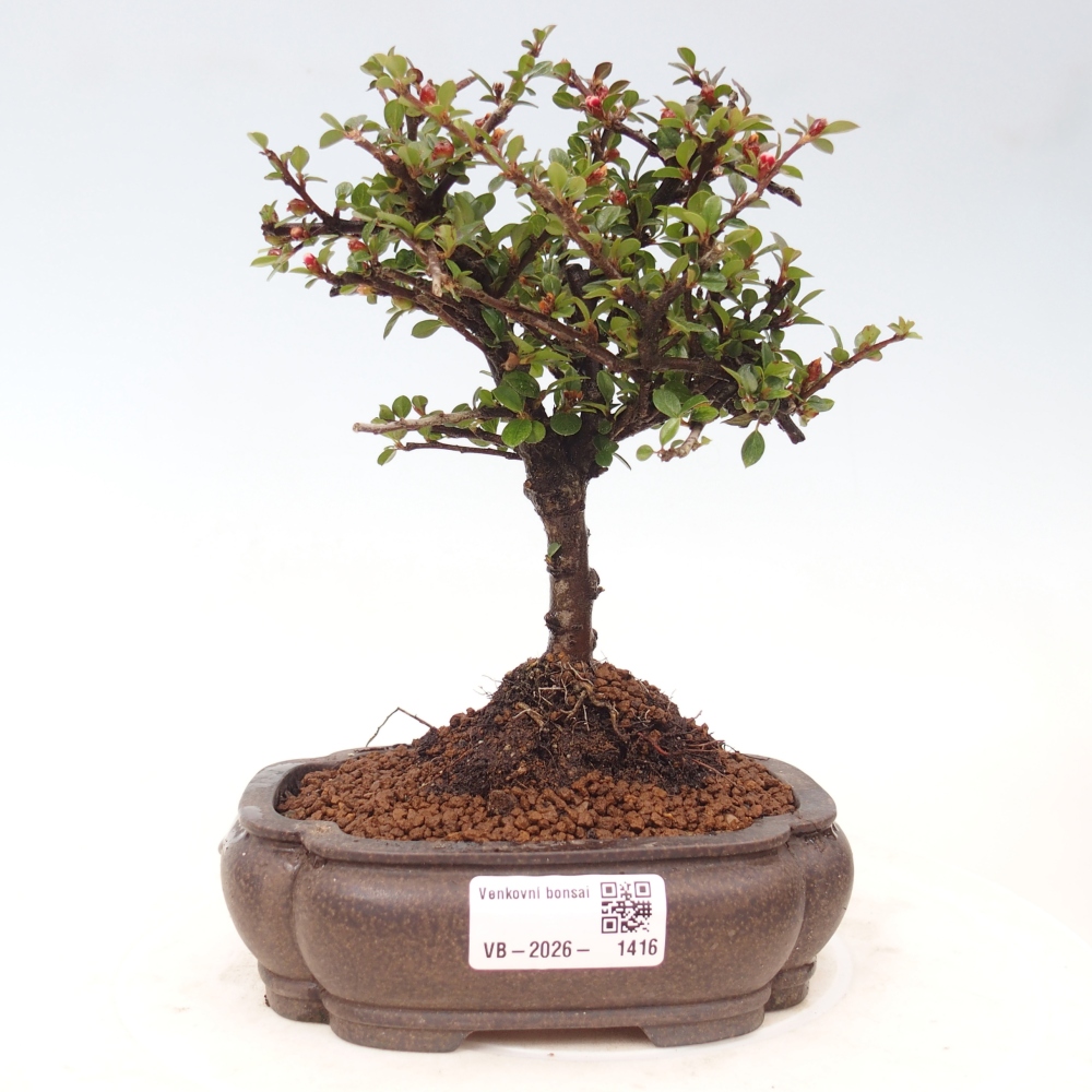 Bonsai voor buiten - Cotoneaster horizontalis - Rocky Mountain