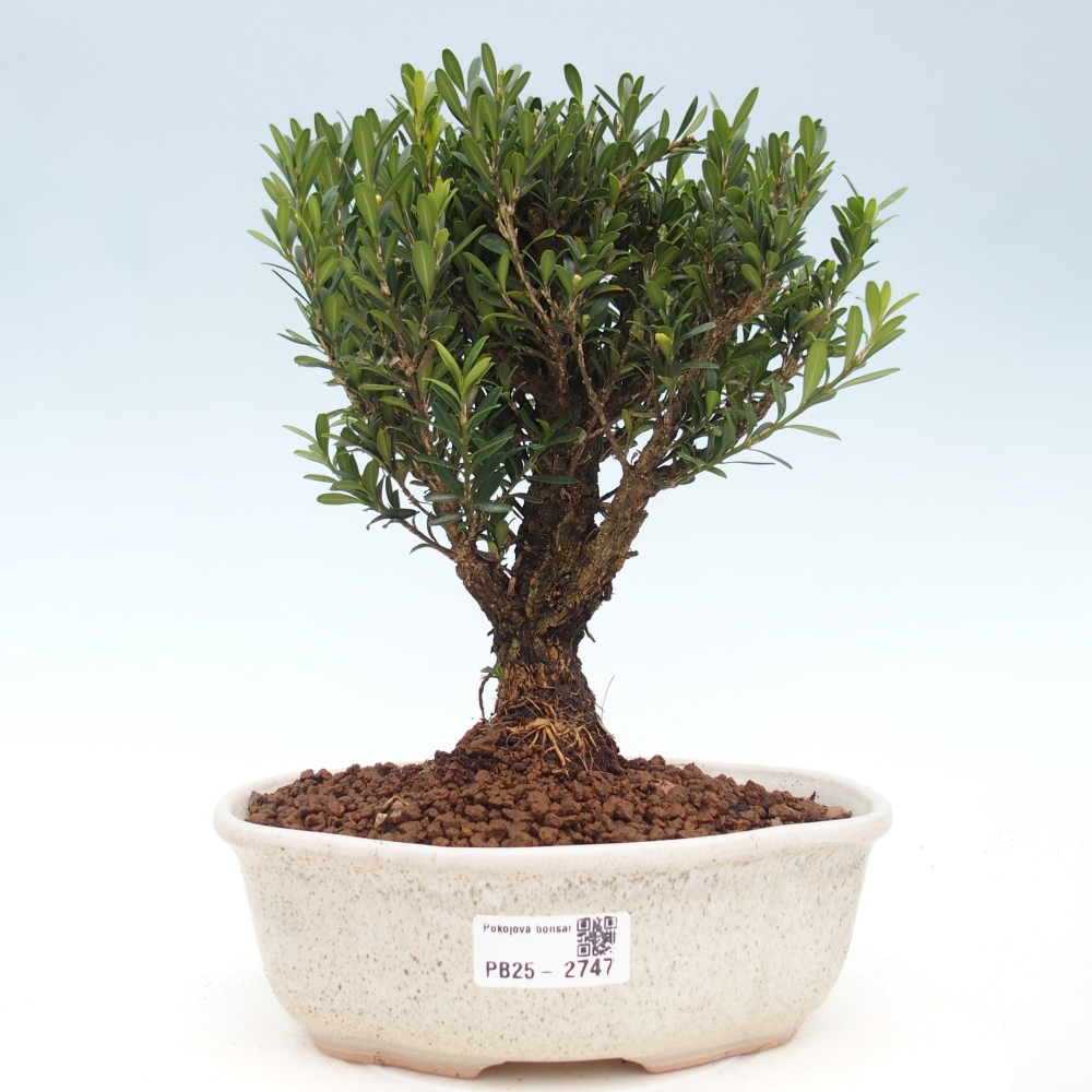 Kamerbonsai - Buxus harlandii - kurk buxus