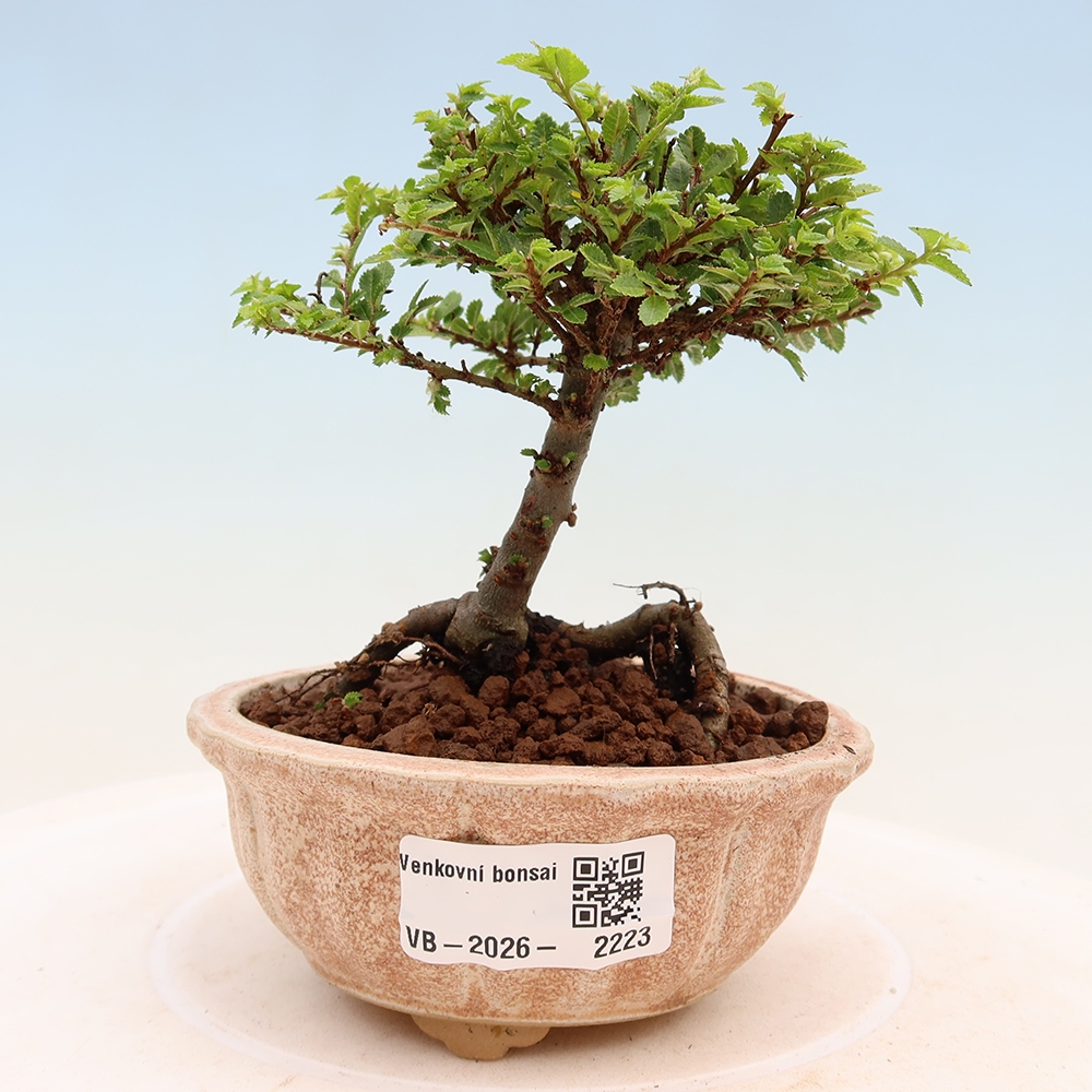 Bonsai voor buiten - Ulmus parvifolia Sagei - Kleinbladige iep