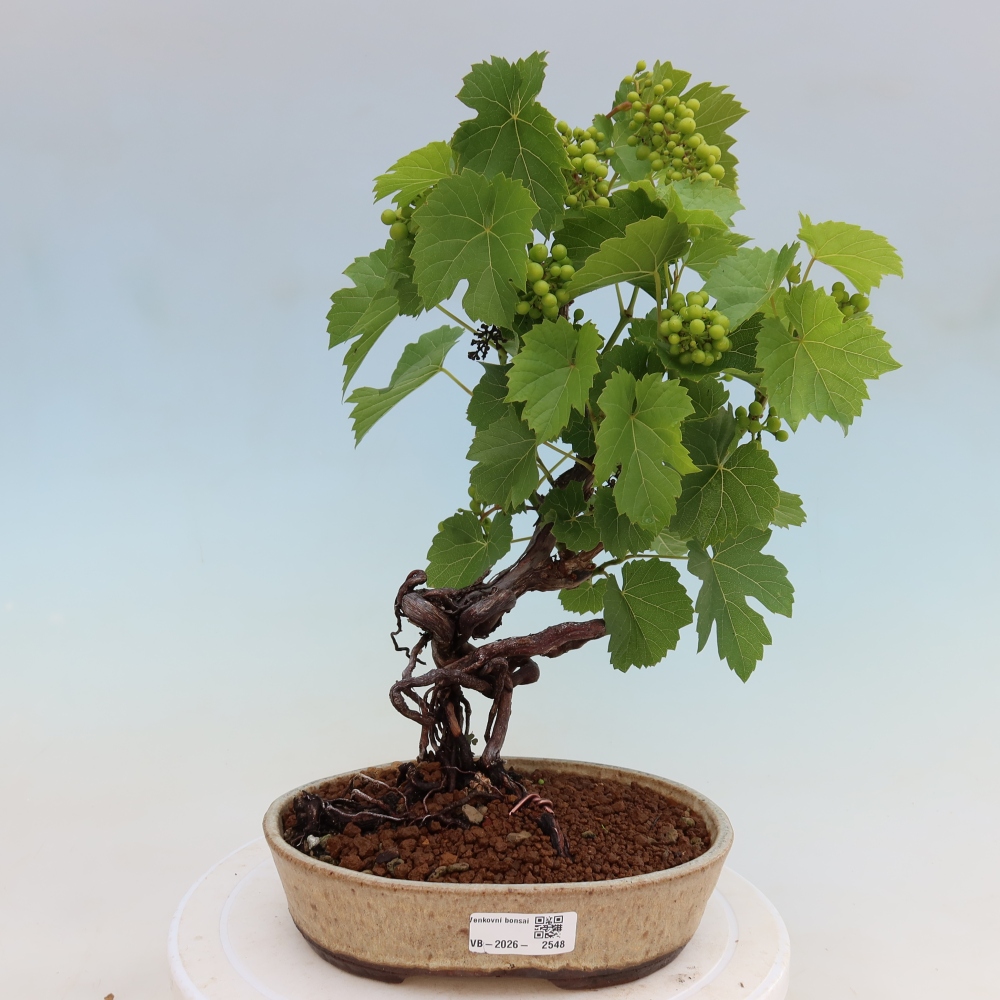 Buitenbonsai - Wijnstok - Vitis vinifera 