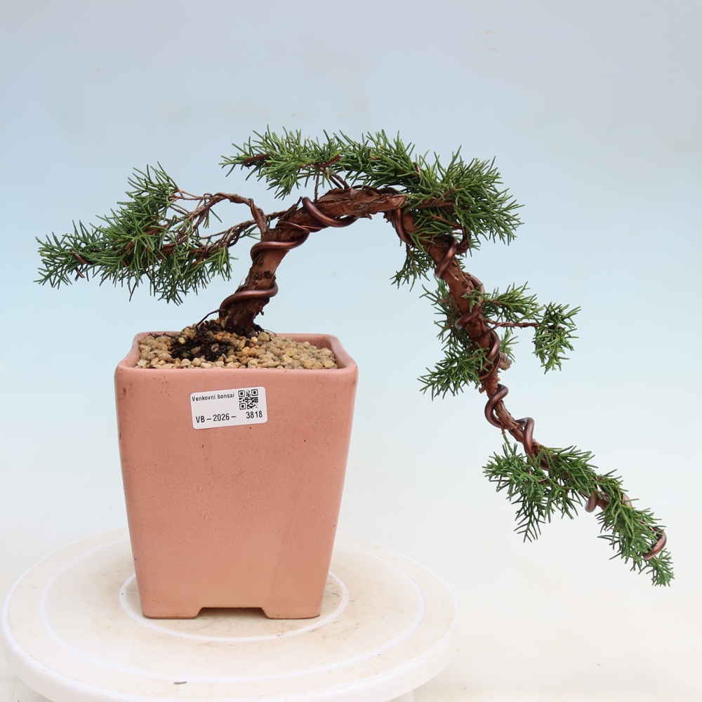 Bonsai voor buiten - Juniperus chinensis Kishu