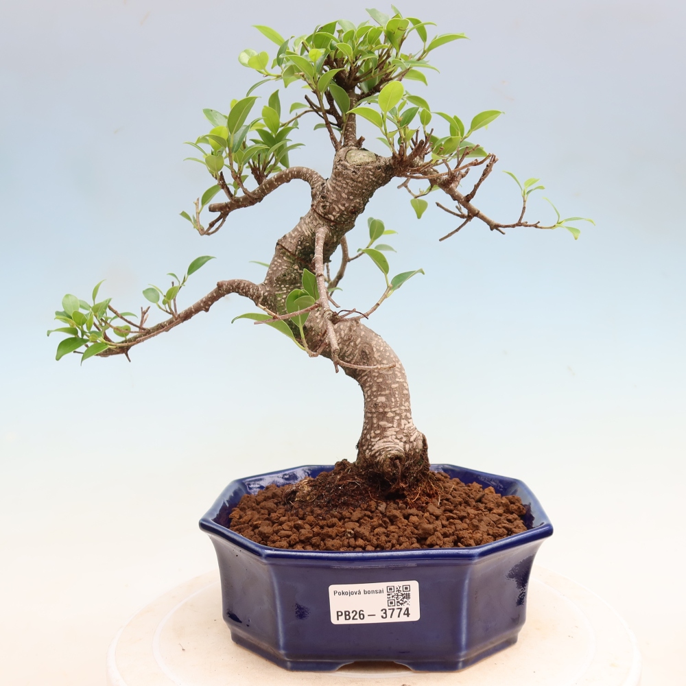 Kamerbonsai - Ficus kimmen - kleinbladige ficus