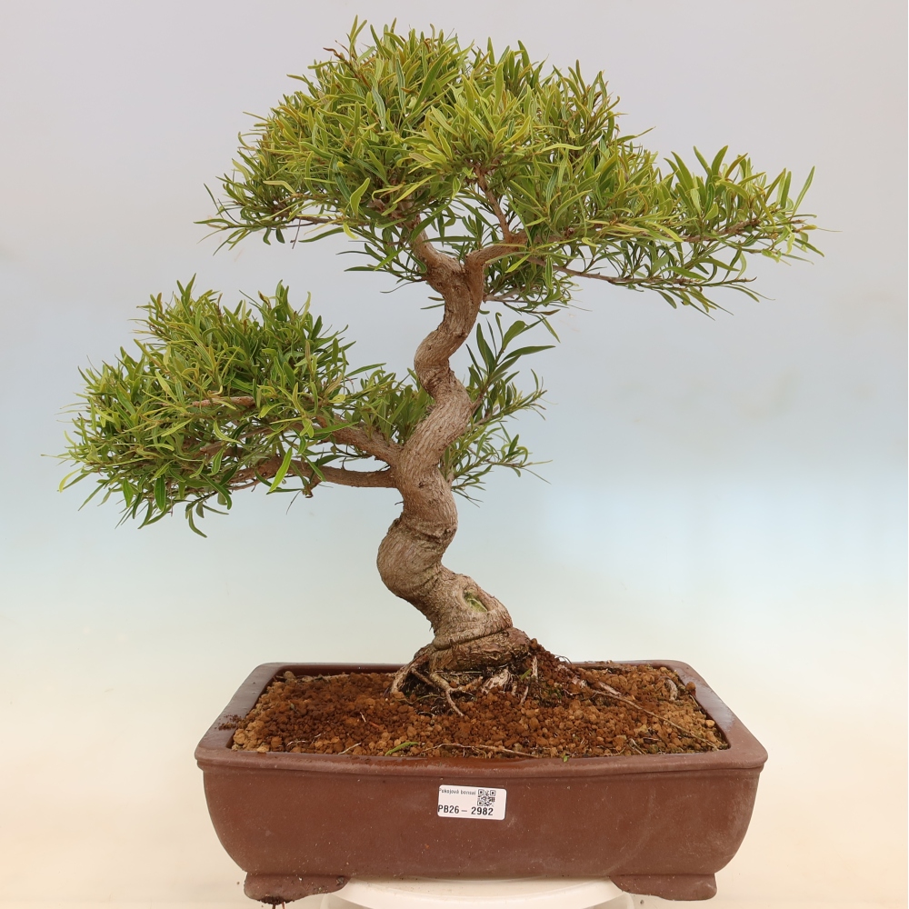 Kamerbonsai - Ficus nerifolia - kleinbladige ficus