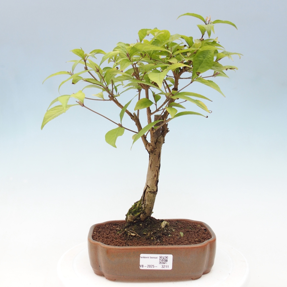 Bonsai voor buiten - Callicarpa japonica