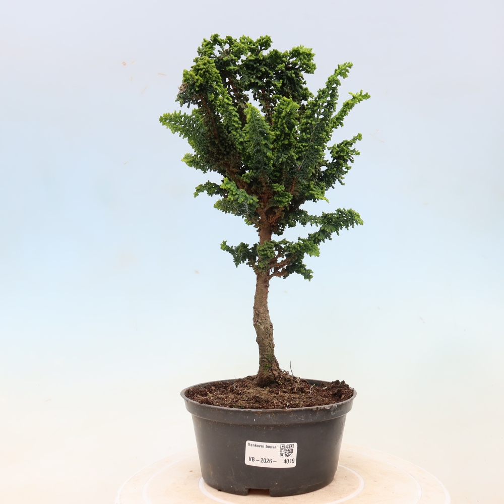 Bonsai voor buiten - Cham. obtusa SEKKA HINOKI - Cipres