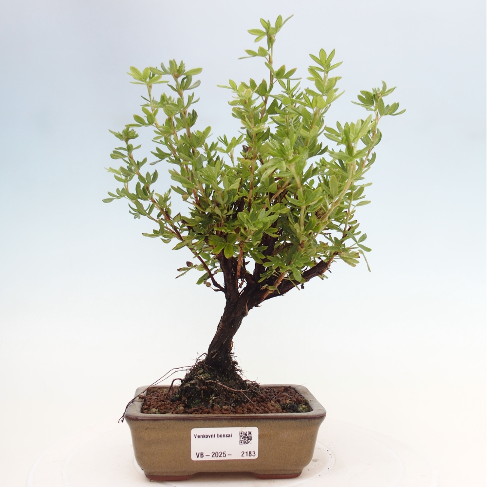 Bonsai voor buiten - Potentila fruticosa gele vogel