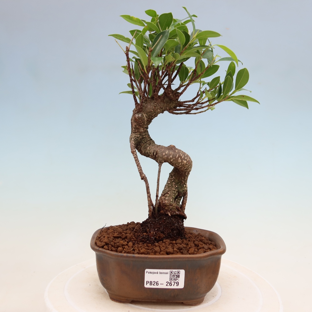 Kamerbonsai - Ficus kimmen - kleinbladige ficus