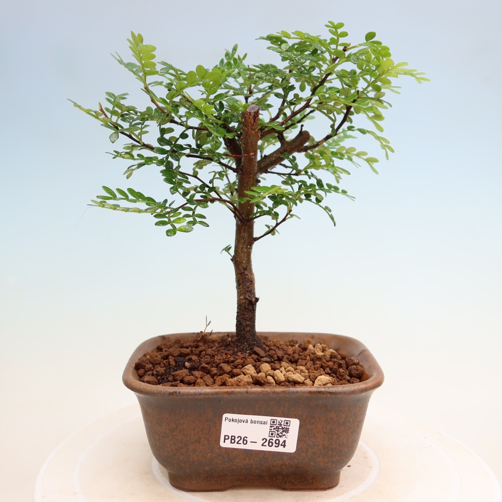 Kamerbonsai - Zantoxylum piperitum - peperboom