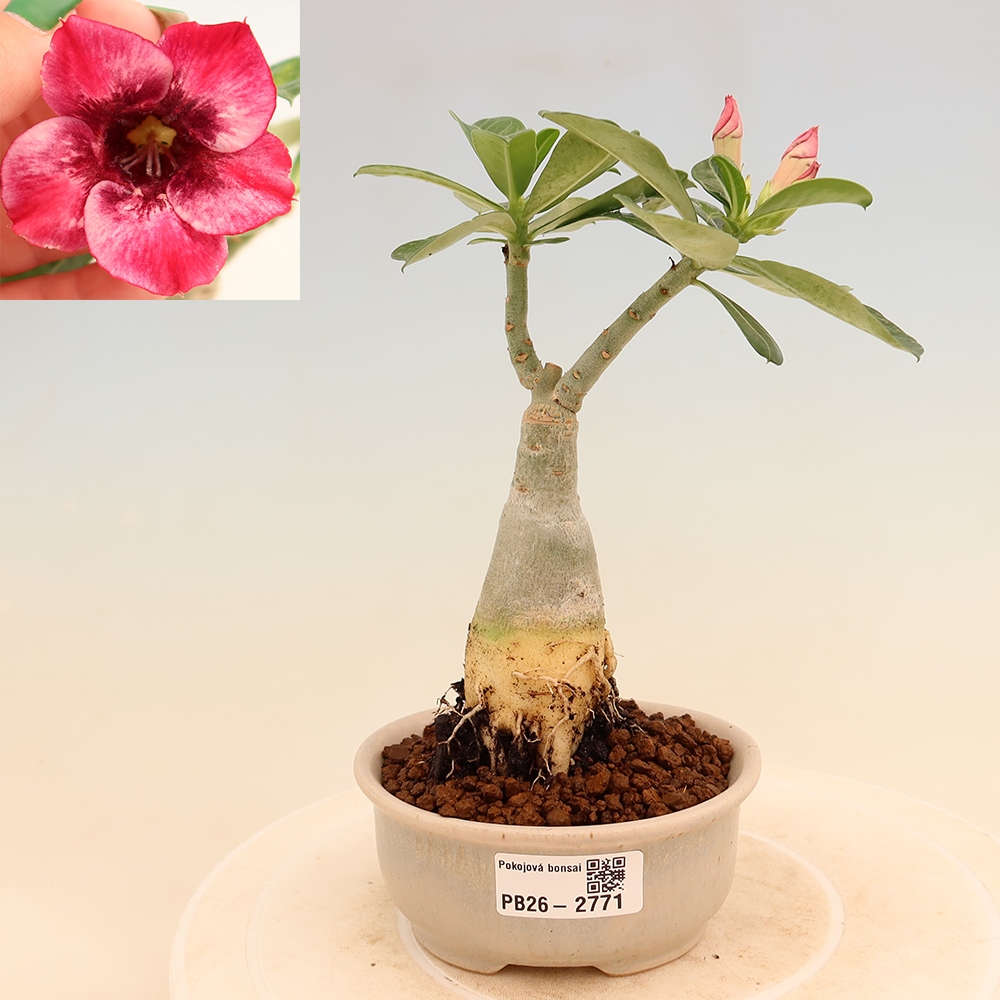 Kamerbonsai - Adenium obesum, geënt Mumbai Pink Diamond  - Woestijnroos