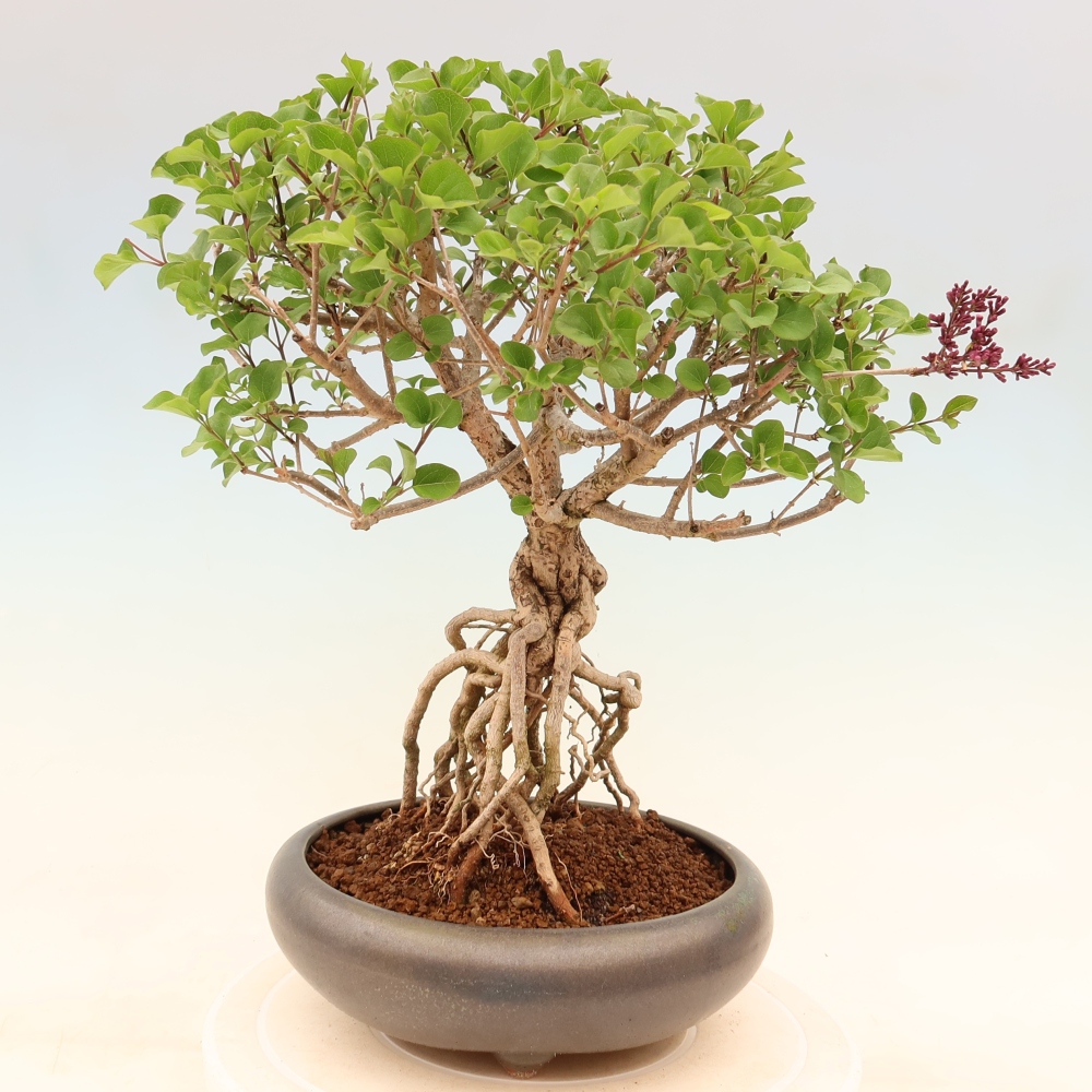 Bonsai voor buiten - Syringa microphylla - kleinbloemige sering