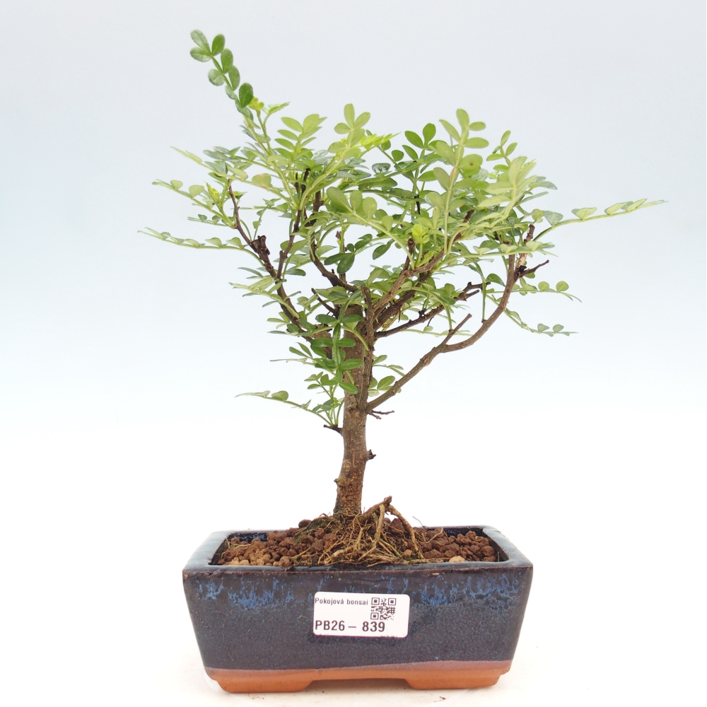 Kamerbonsai - Zantoxylum piperitum - peperboom