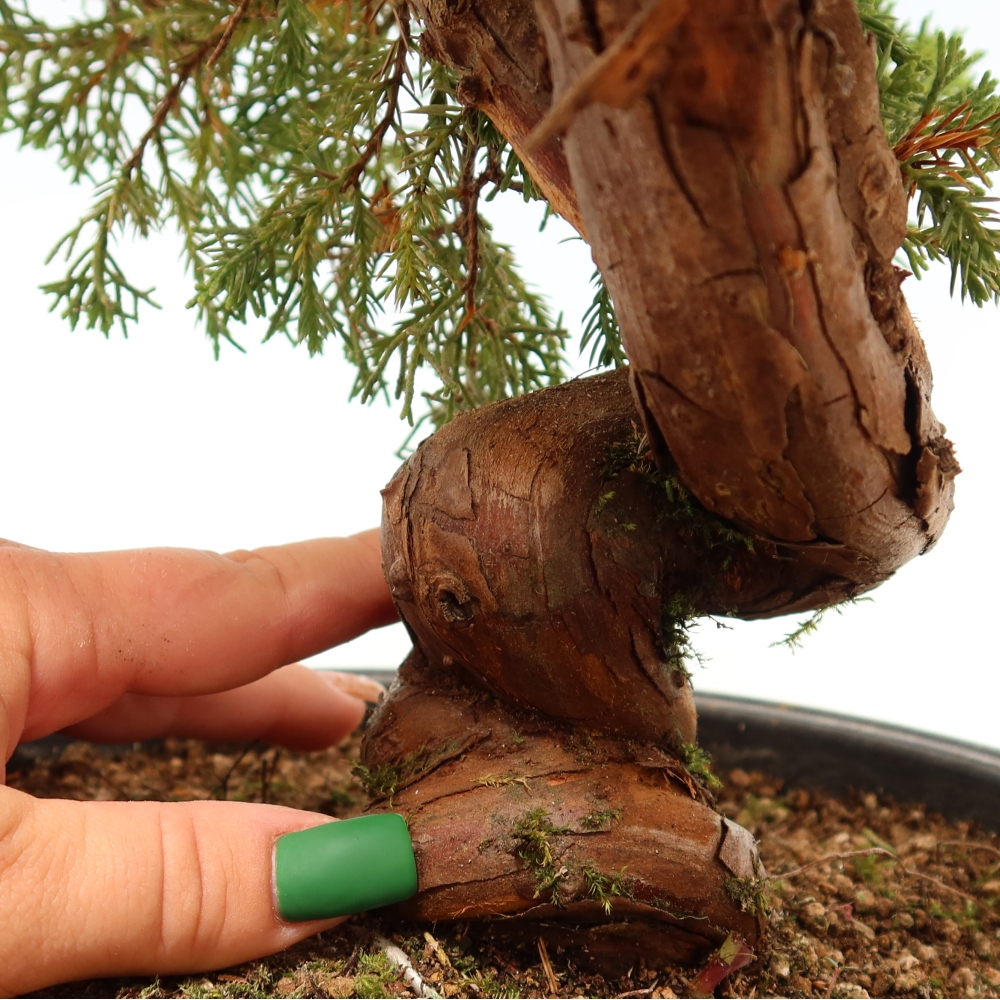Bonsai voor buiten - Juniperus chinensis Itoigawa-Juniperus chinensis
