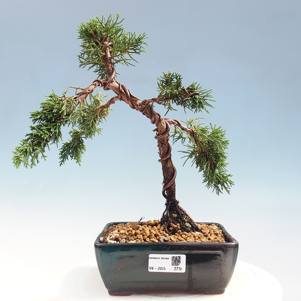 Bonsai voor buiten - Juniperus chinensis Kishu