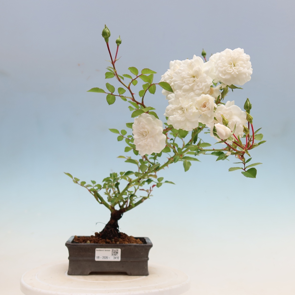 Bonsai voor buiten - Rosa Kordes - roos